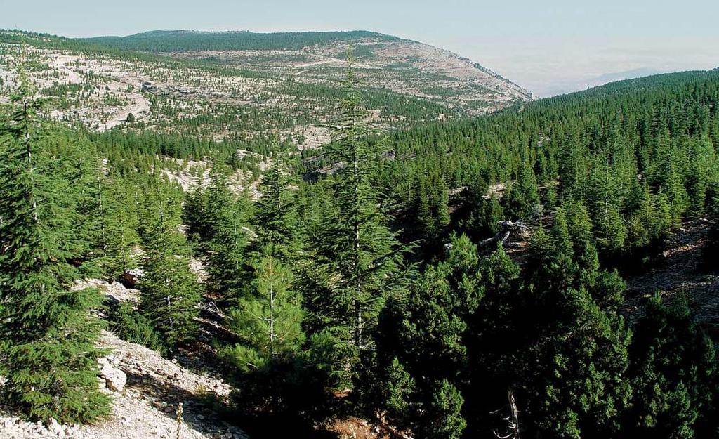 Ağaçlandırma Çalışması-Mersin Karpelli Sedir