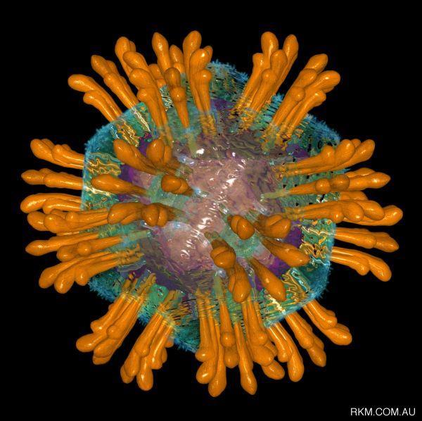 HCV virolojisi Flaviviridae ailesi