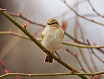 chiffchaff