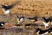 was located at the junction of Aladağ Stream and Dam of Sarıyar, has been set as a Wildlife Development Area due to it s intense bird population and hunting is prohibited in this area.