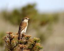 Red-backed shrike