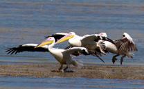 Beneath the lower jaw and extending to the base of the throat is bright yellow. The area of the face from the eye up to the bill is bare and fleshy pink. The diet consists of fish.