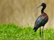 175 176 Çeltikçi Glossy ibis Plegadis falcinellus Tehlike Altında (EN) Endangered (EN) Glossy ibis is a slender bird with it s 55-65 cm length and 88-105 cm wingspan.