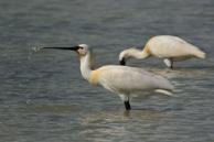 177 178 Kaşıkçı Eurasian spoonbill Platalea leucorodia Tehlike Altında (EN) Endangered (EN) Eurasian spoonbill is an unmistakable bird with it s long and spatula-shaped bill.