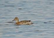 Female has brown, streaked and mottled dark feathers. It breeds in small, shallow, eutrophic ponds and lakes with abundant floating and emergent vegetation.