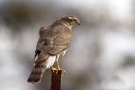 187 188 Atmaca Eurasian sparrowhawk Accipiter nisus Tehlike Altına Girmeye Yakın (NT) Near Threatened (NT) Eurasian sparrowhawk is small-bodied; with relatively short, rounded wings; long legs; and a