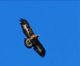 189 190 Kaya kartalı Golden eagle Aquila chrysaetos Golden eagle is a very large, dark brown raptor with broad wings; ranging from 80 to 93 cm in length and from 190 to 225 cm in wingspan.