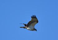 193 194 Balık kartalı Osprey Pandion haliaetus Yetersiz Bilgi (DD) Data Deficient (DD) Osprey is 52 60 cm in length with a 152 167 cm wingspan.