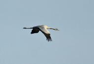 195 196 Turna Common crane Grus grus Tehlike Altında (EN) Endangered (EN) Common crane is a large and impressive water bird with a long neck, beak and legs.