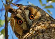 205 206 207 Kulaklı orman baykuşu Long-eared owl Asio otus Long-eared owl is a medium sized owl, 31 37 cm in length with an 86 98 cm wingspan.