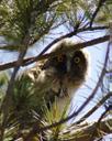 Under parts are whitish-grey, buff, with dark brown streaking and barring. It inhabits dense vegetation and open forest, situated next to open areas of grassland or shrubland.