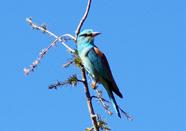 210 211 Gökkuzgun European roller Coracias garrulus Tehlike Altına Girmeye Yakın (NT) Near Threatened (NT) European roller is a stocky bird, 29 32 cm in length with a 52 57.5 cm wingspan.