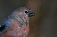 218 219 Şakrak Eurasian bullfinch Pyrrhula pyrrhula Yetersiz Bilgi (DD) Data Deficient (DD) Eurasian bullfinch is a very compact, very short necked bird with big head and short but strong bill.