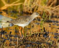 63 64 Kızılbacak Common redshank Tringa totanus