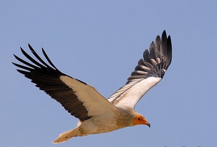 Şekil 3.39 : Küçük Akbaba (Fotoğraf: Ümit ÖZGÜR) 2470. Neophron percnopterus Küçük Akbaba Egyptian Vulture (Şekil 3.39): Tanımı: Bölgedeki en küçük akbabadır.