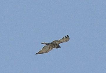 2560. Circaetus gallicus Yılan Kartalı Short-toed Snake-eagle (Şekil 3.43): Tanımı: Genel hatlarıyla bir şahini andırır. İri, uzun kanatlı ve açık renkli bir gündüz yırtıcısıdır.