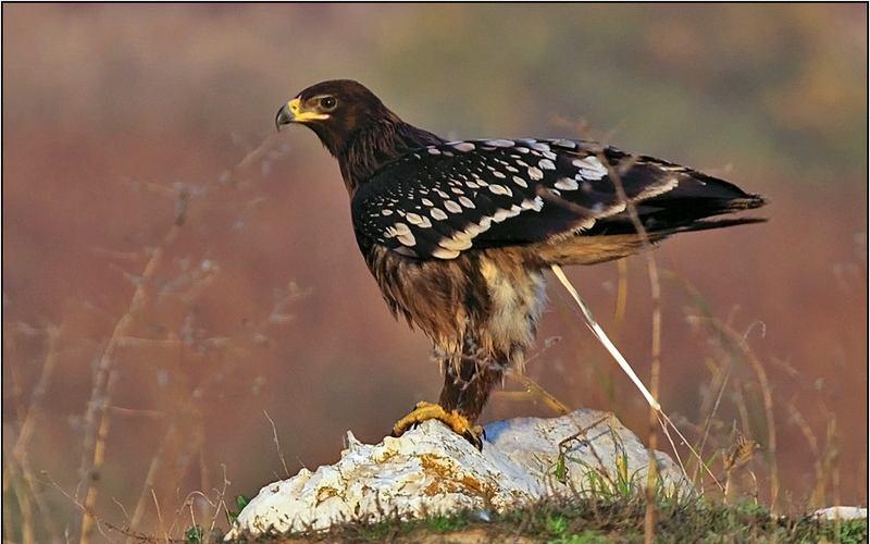 Şekil 3.51 : Büyük Orman Kartalı (Fotoğraf: Zafer KURNUÇ) 2930. Aquila clanga Büyük Orman Kartalı Greater Spotted Eagle (Şekil 3.51): Tanımı: Küçük orman kartalına oldukça benzerdir.