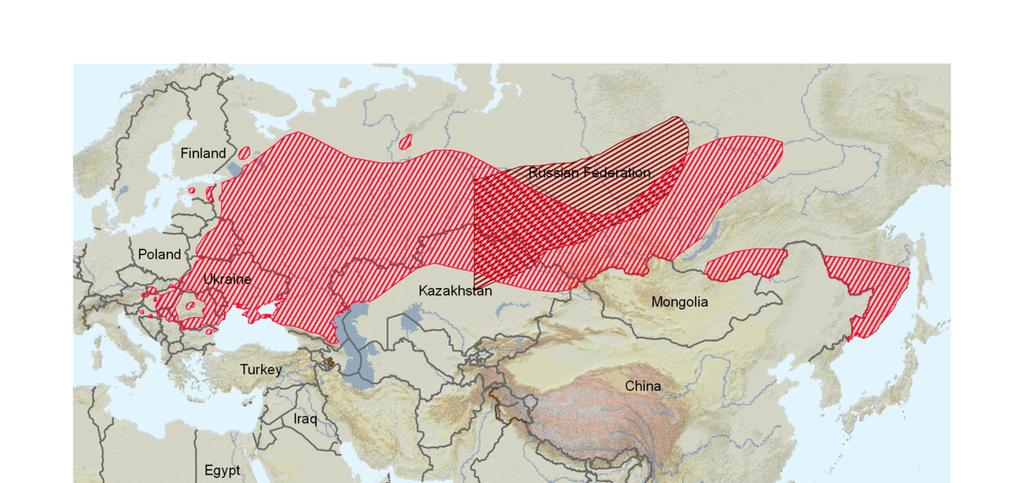 Davranışları: Genellikle sürücüldür ve kolonide olduğu zaman gür çığlıkları atar. Sürüler halinde uçarlar (Heinzel v.d., 1995).