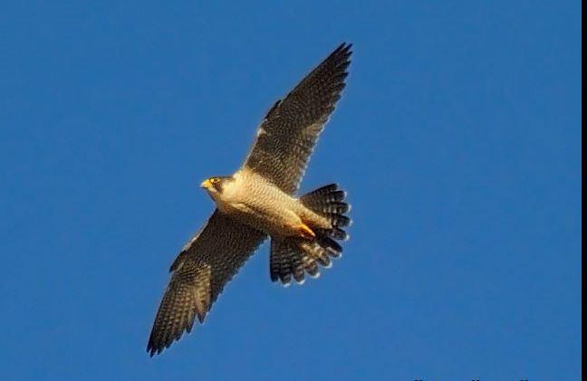 Şekil 3.59 : Gökdoğan (Fotoğraf: Ümit ÖZGÜR) 3200. Falco peregrinus Gökdoğan Merlin (Şekil 3.59): Tanımı: Orta boylu bir doğandır.