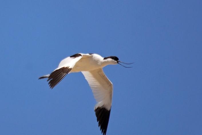 4560. Recurvirostra avosetta Kılıçgaga Pied Avocet (Şekil 3.67): Tanımı: Uzun ve ucu kalkık gagası ile kolaylıkla tanınır. Bacakları mavi-gridir.