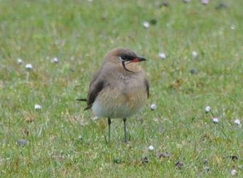 3.2.8.2 Familya: GLARAELIDAE (Bataklıkkırlangıcıgiller) 4670. Glareola pratincola Bataklıkkırlangıcı Collared Pratincole (Şekil 3.