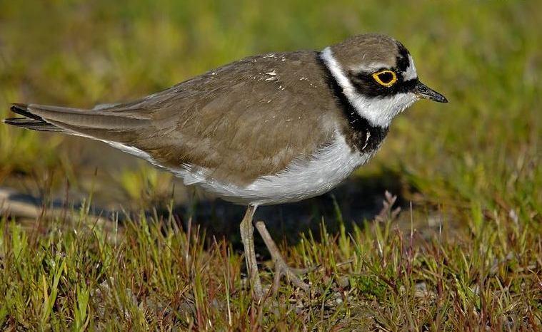 Beslenme: Uçarken böcekleri yakalayarak beslenirler (Kirwan v.d., 2008). Tehditler: Herbisit ve insektisitler, tercih ettikleri alanların tahrip edilmesi tehditlerindendir (IUCN, 2010). 3.2.8.3 Familya: CHARADRIIDAE (Yağmurkuşugiller) Şekil 3.