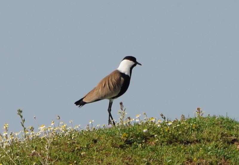 4770. Charadrius alexandrinus Akça Cılıbıt Kentish Plover (Şekil 3.72): Tanımı Genel görünümü daha tıknaz, başı daha büyüktür. İnce gagası ve koyu renkli, uzun bacakları vardır.