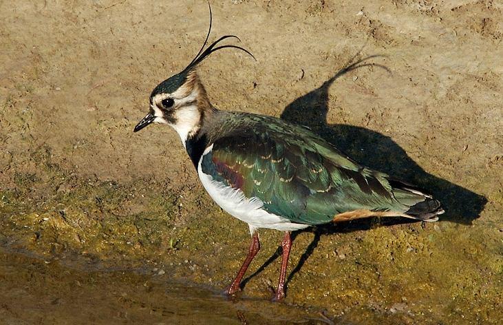 4870. Vanellus spinosus Mahmuzlu Kızkuşu Spur-winged Lapwing (Şekil 3.73): Tanımı: Yanakları ve boyun yanları beyaz, tepesi, boğazı ve karın tarafı siyahtır.