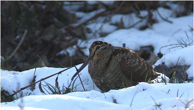 5190. Gallinago gallinago Suçulluğu - Common Snipe (Şekil 3.78): Tanımı: Batakıklarda en çok bulunan çulluk türüdür. Gagası çok uzundur. Zig-zaglı uçuşunda beyaz firar hattı ile tanınır.