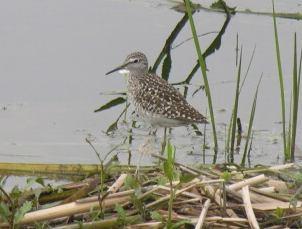 Şekil 3.86 : Orman Düdükçünü 5540. Tringa glareola Orman Düdükçünü - Wood Sandpiper (Şekil 3.86): Tanımı: Küçük ve hareketli bir düdükçündür.