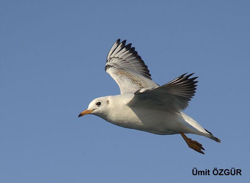 Şekil 3.90 : Karabaş Martı (Fotoğraf: Selim ŞEVKİOĞLU) 5820. Larus ridibundus Karabaş Martı - Black-headed Gull (Şekil 3.90): Tanımı: Orta boy bir martıdır.