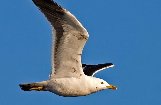 Kuzey batı Avrupa'daki "intermedius" alttürü daha koyudur ve üst tarafı neredeyse tamamen simsiyahtır, "fuscus" alttürü en uzun kanatlı ve üst tarafı en siyah olanıdır, tüm yıl boyunca beyaz başlıdır.