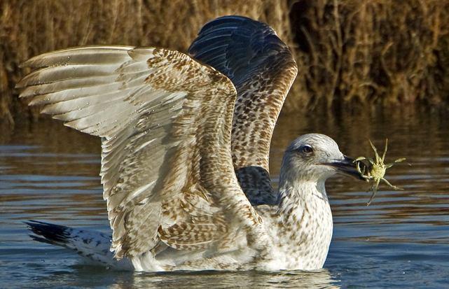 5920. Larus cachinnans Gümüş Martı - Yellow-legged Gull (Şekil 3.93): Tanımı: Akdeniz ve Karadeniz kıyılarındaki en yaygın ve en bol bulunan martıdır.