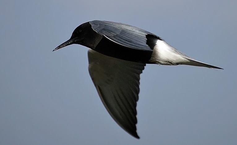 6270. Chlidonias niger Kara Sumru - Black Tern (Şekil 3.98): Tanımı: Türkiye de az sayıda kaydı olmasından dolayı gölümüz için önemli kayıtlardan biridir.