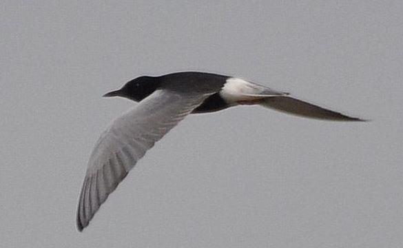 Şekil 3.99 : Ak Kanatlı Sumru (Fotoğraf: Kenan Süleyman ÇÜNGÜR) 3.2.9 Takım: COLUMBIFORMES (Güvercinler) 3.2.9.1 Familya: COLUMBIDAE (Güvercingiller) 6650.