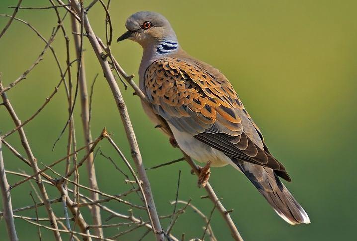 Beslenme: Tohumla beslenir (IUCN, 2010). Tehditler: Bilinen herhangi bir tehdit bulunmamaktadır (IUCN, 2010). Şekil 3.104 : Üveyik (Fotoğraf: Ümit ÖZGÜR) 3.2.10 Takım: CUCULIFORMES (Guguk Kuşları) 3.