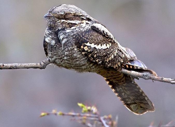 7780. Caprimulgus europaeus Çobanaldatan - Eurasian Nightjar (Şekil 3.116): Tanımı: Çobanaldatan uzun gövdeli, uzun ve ince kanatlı, uzun kuyruklu, kısa boyunlu, koca kafalı bir kuştur.