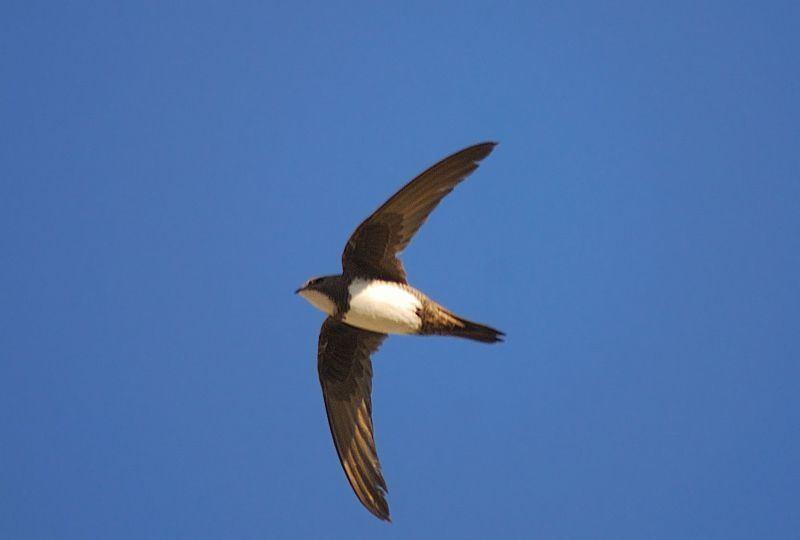 7980. Tachymarptis melba Ak Karınlı Ebabil - Alpine Swift (Şekil 3.120): Tanımı: Türkiye de üreyen en büyük ebabildir.