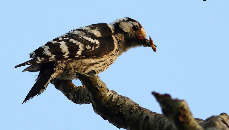 Şekil 3.130 : Küçük Ağaçkakan (Fotoğraf: Mustafa TİRYAKİOĞLU) 8870. Dendrocopos minor Küçük Ağaçkakan - Lesser Spotted Woodpecker (Şekil 3.130): Tanımı: Ülkemizdeki en küçük ağaçkakandır.