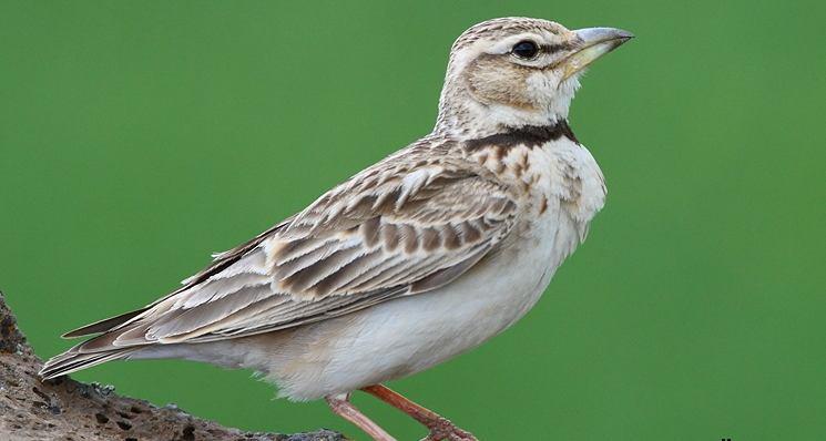 Şekil 3.132 : Küçük Boğmaklı Toygar (Fotoğraf: Ümit ÖZGÜR) 9670. Calandrella brachydactyla Bozkır Toygarı - Greater Short-toed Lark (Şekil 3.133): Tanımı: Küçük bir toygardır.