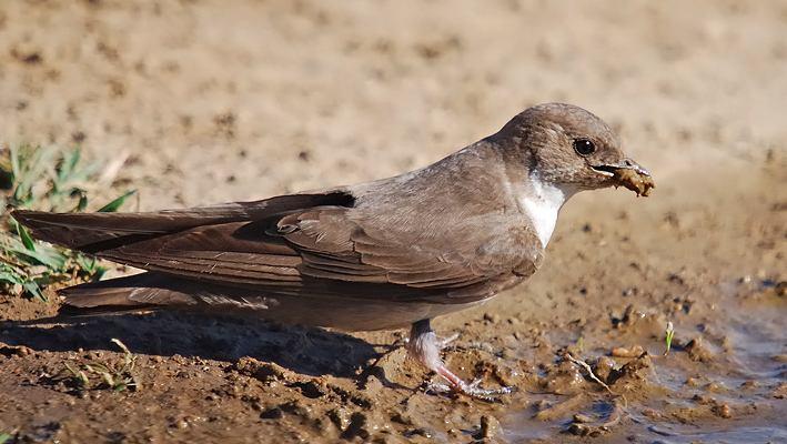 Şekil 3.139 : Kaya Kırlangıcı (Fotoğraf: Ümit ÖZGÜR) 9910. Hirundo rupestris Kaya Kırlangıcı - Eurasian Crag-martin (Şekil 3.