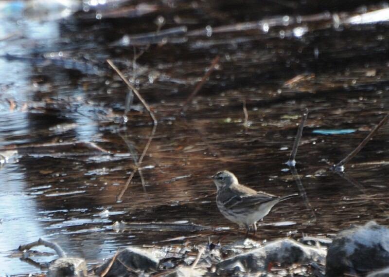 Habitatı: Besinleri akrabaları gibi böceklerdir, fakat tohumlarla da beslenebilirler (IUCN, 2010). Beslenme: Besinleri akrabaları gibi böceklerdir, fakat tohumlarla da beslenebilirler (IUCN, 2010).