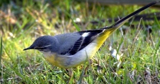 Davranışları: Sesi ak kuyruksallayandan daha metalik ve keskindir. Çoğu kez sert bir "tit" duyulur. Ötüşü tiz ve tutuktur. "tsii-tii-tii-tii" (IUCN, 2010). Şekil 3.