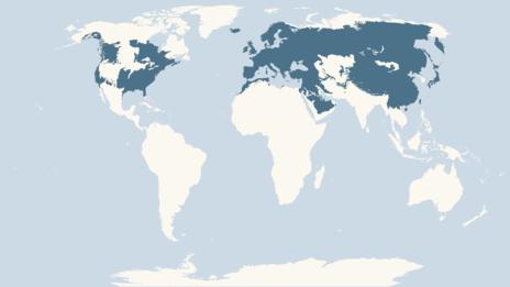 Şekil 3. 153. Çıtkuşunun dağılım haritası (http://www.bbc.co.uk/nature/life/winter_wren) 10660. Troglodytes troglodytes Çıtkuşu Winter Wren (Şekil 3.