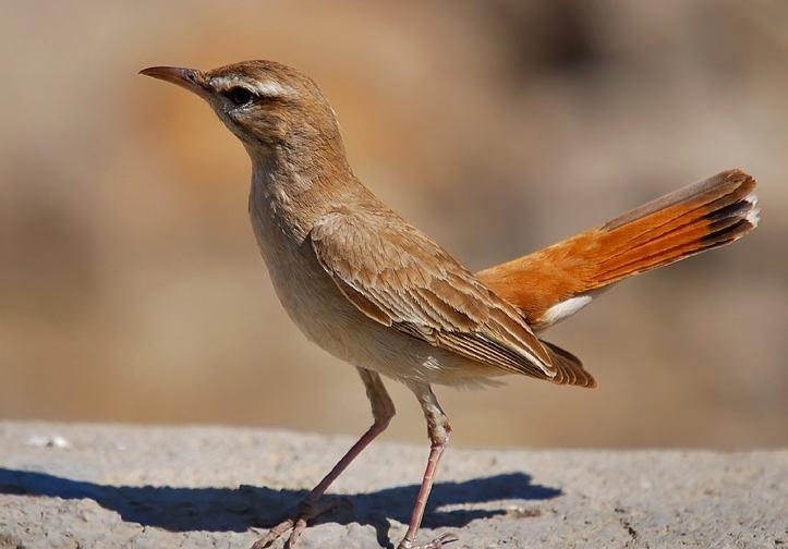 3.2.16.8 Familya: TURDIDAE (Ardıçkuşugiller) 10950. Erythropygia galactotes Çalıbülbülü Rufous-tailed Scrub-robin (Şekil 3.156): Tanımı: İri, yelpaze kuyruklu ve şakıyıcı bir kuştur.