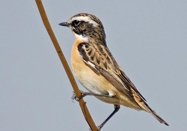 Şekil.3. 164 : Çayır Taşkuşu (Fotoğraf: Ümit ÖZGÜR) 11370. Saxicola rubetra Çayır Taşkuşu Whinchat (Şekil 3.164): Tanımı: Küçük boylu, iri başlı ve kısa kuyruklu kuşlardır.