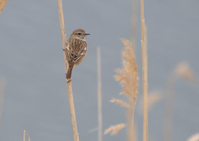 Şekil 3.165 : Taşkuşu 11390. Saxicola rubicola Taşkuşu European Stonechat (Şekil 3.165): Tanımı: Taşkuşları, küçük boylu, iri başlı, dik duruşlu ve kısa kuyruklu kuşlardır.