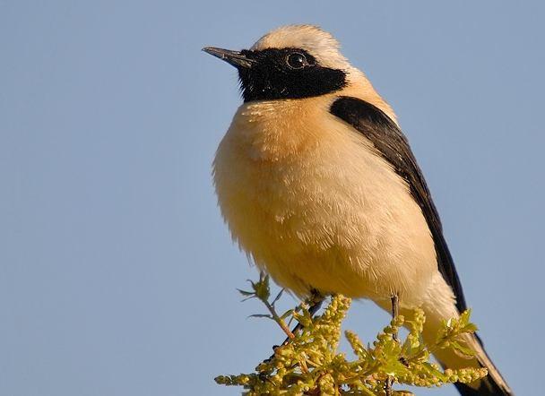 Şekil 3.169 : Kara Kulaklı Kuyrukkakan (Fotoğraf: Ümit ÖZGÜR) 11480. Oenanthe hispanica Kara Kulaklı Kuyrukkakan Eastern Black-eared Wheatear (Şekil 3.