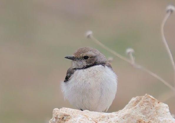 Habitatı: Bozkır ya da benzer açıl arazilerdeki kayalık, makilik ve çalılık yamaçlarda ürer (IUCN, 2010). Beslenme: Böcekçil bir beslenme tarzı vardır.