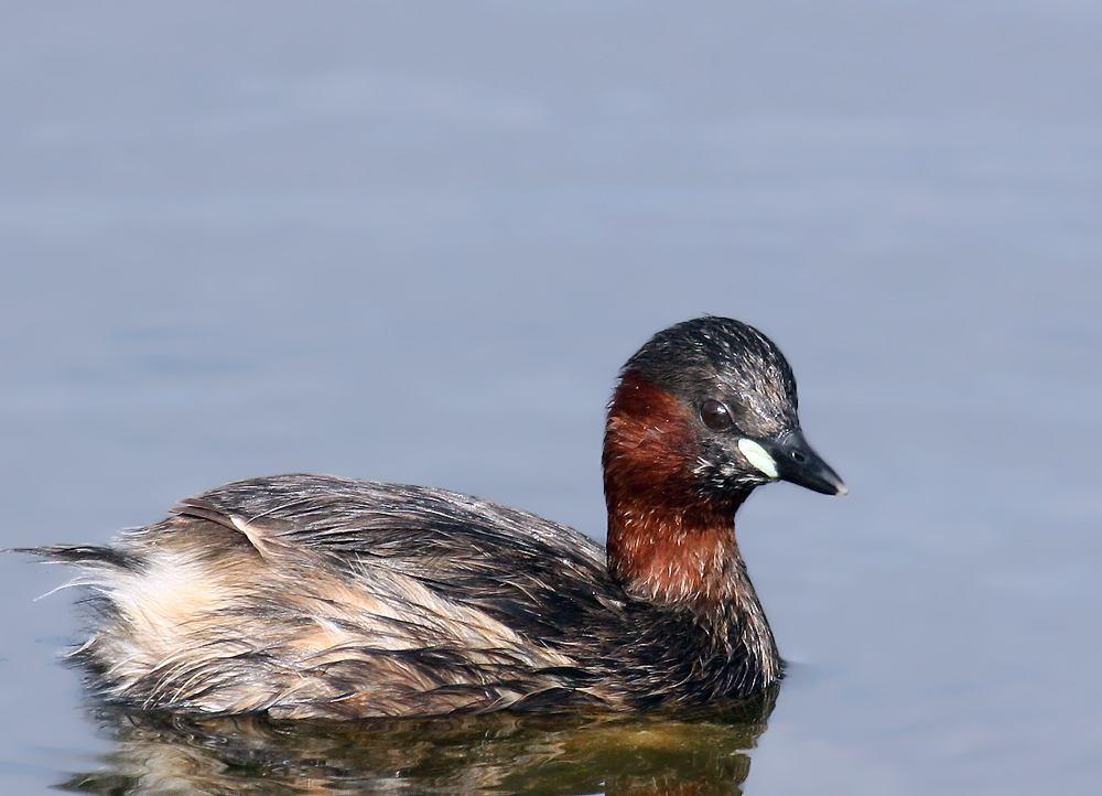 3.2.1. Takım: PODICIPEDIFORMES (BATAĞANLAR): 3.2.1.1. Familya: PODICIPEDIDAE (Batağangiller): Şekil 3.1 : Küçük Batağan 80- Tachybaptus ruficollis -Küçük Batağan- Little Grebe: (Şekil 3.